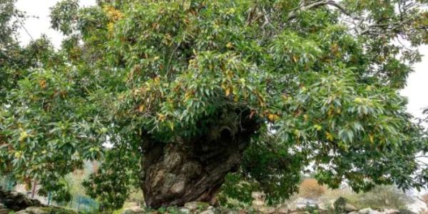 El castaño de Casa Fragueiro, en Lugo.