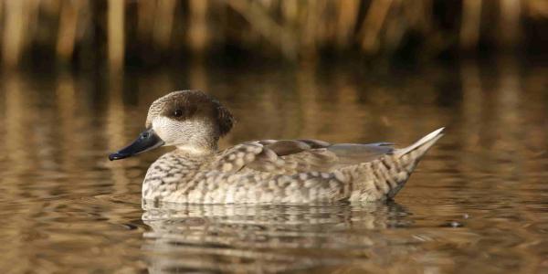 Regreso de la cerceta pardilla