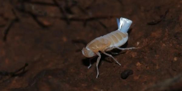 Chicharrita subterránea