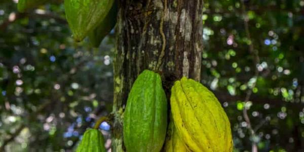 El proceso sostenible del chocolate