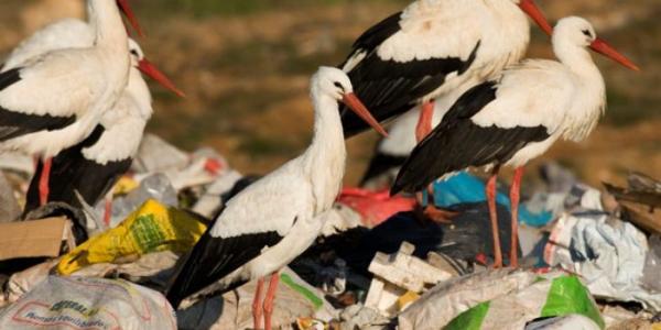 Cigüeñas blancas alimentándose en un vertedero 
