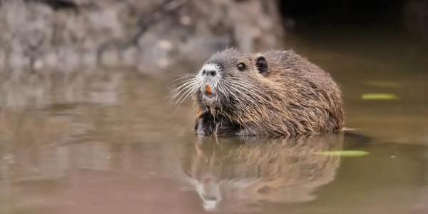 Coipú (Myocastor coypus)