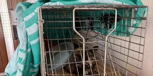 Refugios de animales colapsados en Cullera