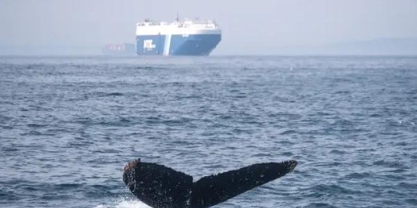 El tráfico marino ponen en peligro a las ballenas y otras especies 