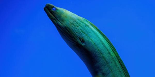 Discusión ante el comercio de las anguilas