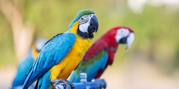 El comercio ilegal de loros crece en Costa Rica