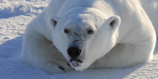 Oso polar en el Ártico