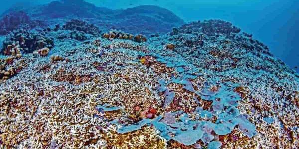 Coral en las Islas Salomón