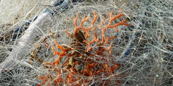 Los pescadores suelen atrapar restos de coral en sus redes 