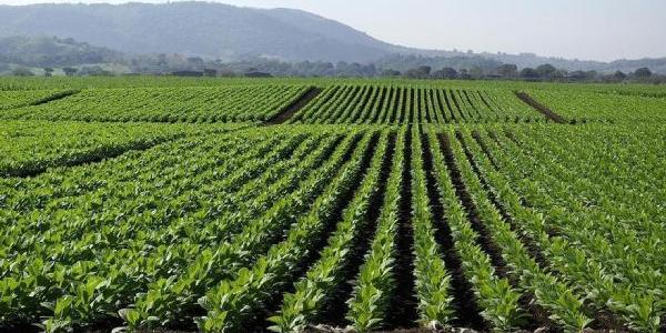 Cultivo de tabaco