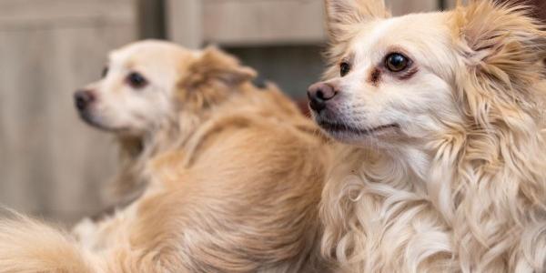 El curso gratuito se realizará online