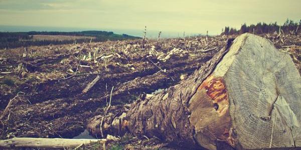 Un paisaje desolador que muestra la deforestación