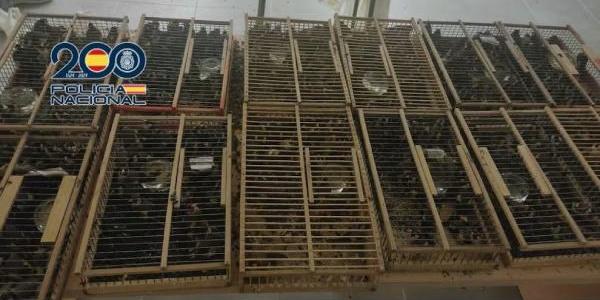 Jilgueros en jaulas intervenidos en Orihuela (Alicante) 