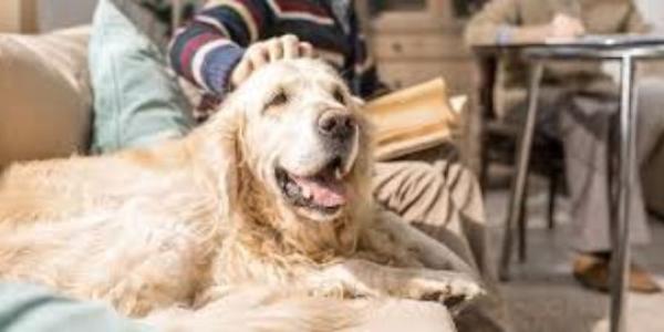 Perros mayores y demencia senil