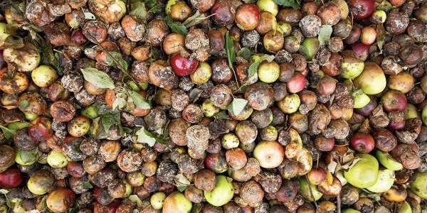 Ejemplo del gran desperdicio alimentario en Europa