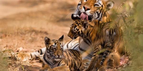 Una tigresa con dos tigrillos 