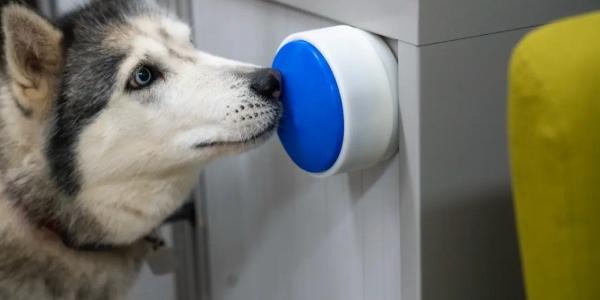 Así funciona el Dogosophy button