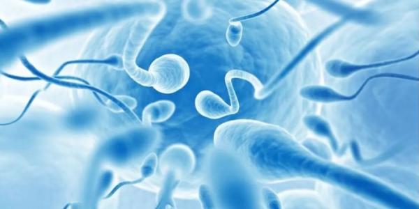 donante de esperma 