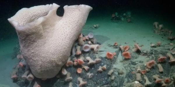 Un iceberg albergaba un ecosistema inesperado en la Antártida