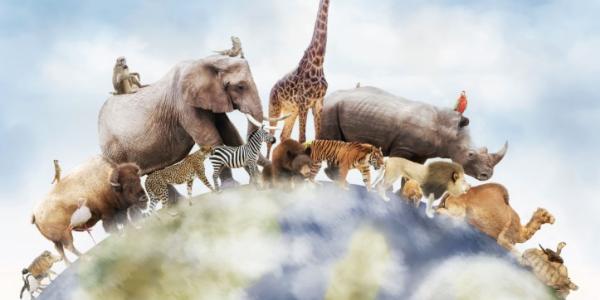 Vida común entre especies y seres humanos