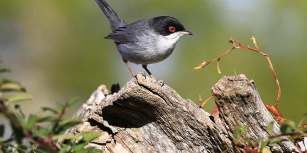 Las aves de Santander retroceden