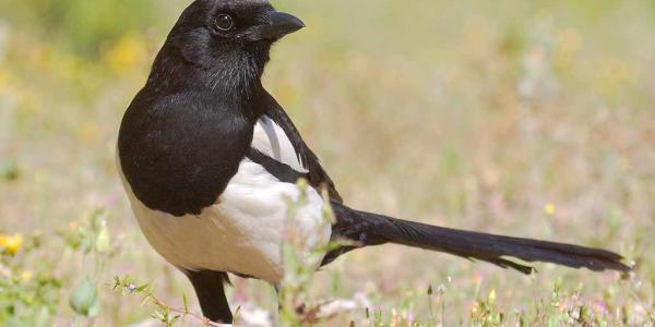 ServiBirds y estudio sobre aves