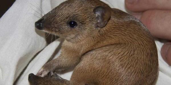 Especies, fauna y flora, pérdida total