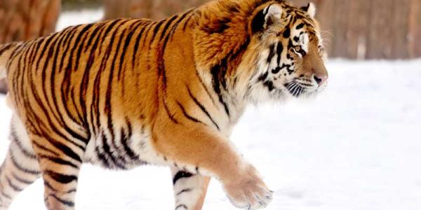 Especies que pudieron desaparecer