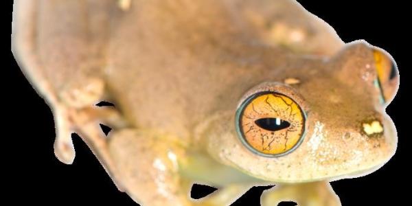 Especie de rana 'Boophis' llevará el nombre del capitán Sisko, de 'Star Trek'