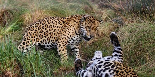 Jaguares jugando en un centro de reintroducción en Argentina. 