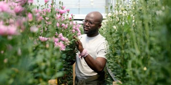Cuidados de la flora y fauna en los jardines durante el verano