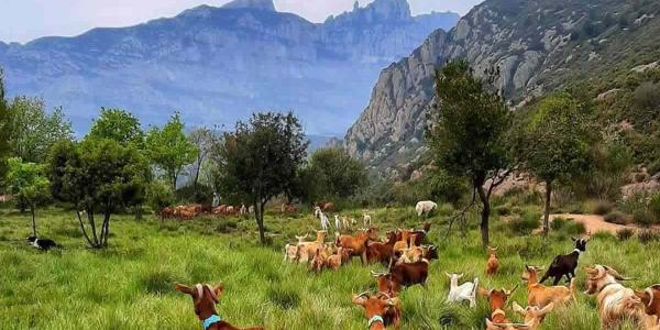 Medidas necesarias para la ganadería extensiva andaluza