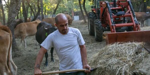 Las reses que se han quemado y las pérdidas dejan a los ganaderos al descubierto