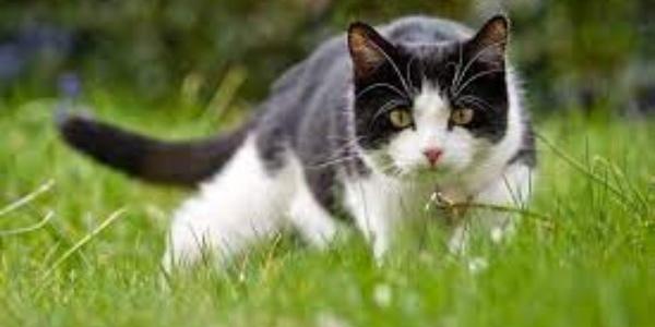 Los gatos domésticos ponen en riesgo la biodiversidad del Parque del Alamillo en Sevilla