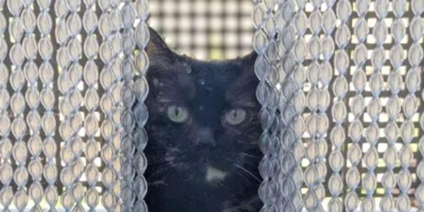 Los gatos y la biodiversidad urbana