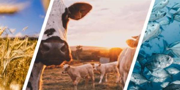 España apuesta por el desarrollo rural, la pesca y la alimentación