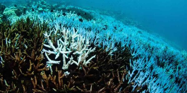 Crisis en la Gran Barrera de Coral