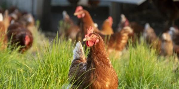 La gripe aviar se expande entre los mamíferos