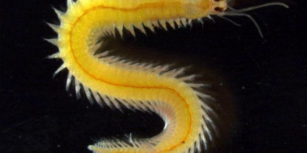 Ejemplar del poliqueto marino ‘Platynereis dumerilii’ 