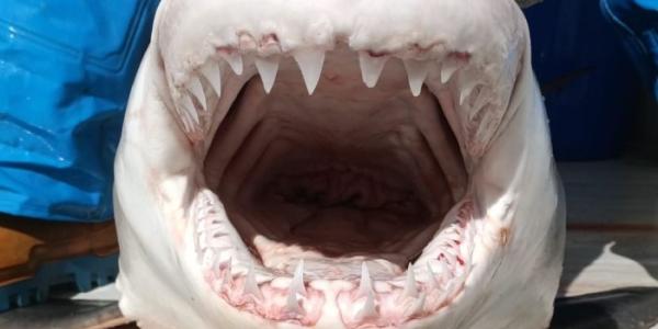 Tiburón blanco capturado