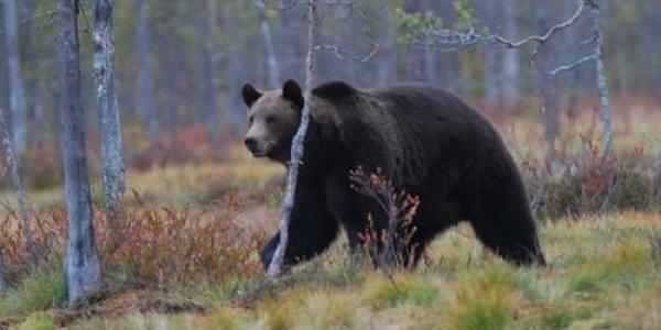 Hembras de oso pardo y su comportamiento social