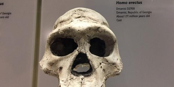 Cráneo de un homo erectus