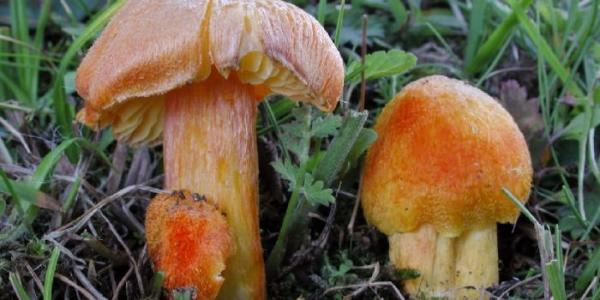 El hongo 'Hygrocybe intermedia' aparece en la Lista Roja de Especies Amenazadas