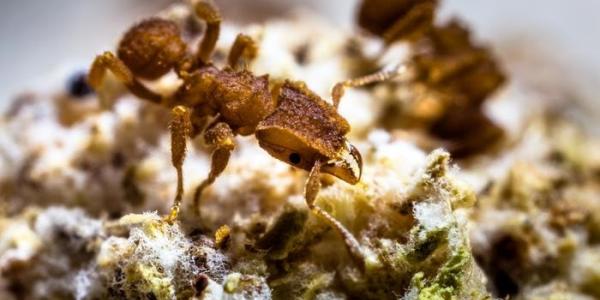 Una hormiga cultivadora de hongos, en Santa Catarina (Brasil) 
