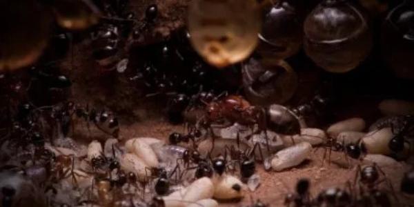 Las hormigas se protegen de las enfermedades