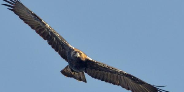 Águila imperial ¡