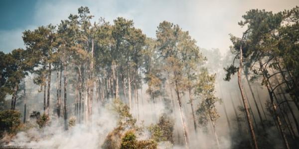 China y la evolución de los incendios forestales