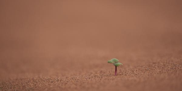 Planta creciendo representando el cambio climático