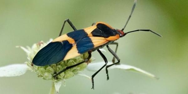 Chinche de algodoncillo 