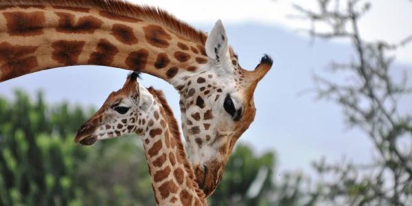 La jirafa y su biología animal